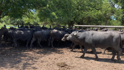 Los búfalos avanzan en los campos chaqueños