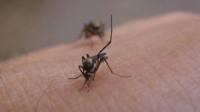 Molesta proliferación de mosquitos por las lluvias