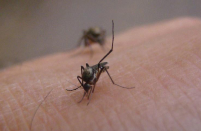 Molesta proliferación de mosquitos por las lluvias 