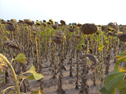 girasol.jpg