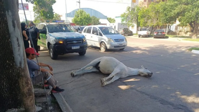 Un caballo se descompensó y murió en plena calle de Corrientes