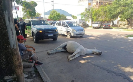 caballo.jpg