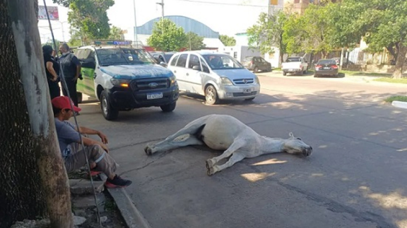 Un caballo se descompensó y murió en plena calle de Corrientes