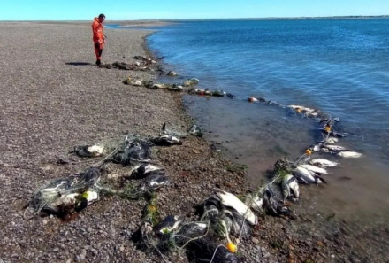 sta cruz pinguinos redes1.jpg
