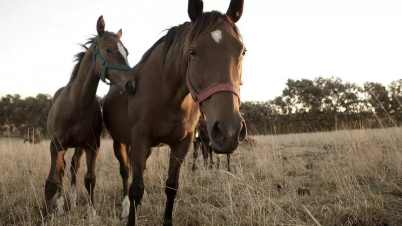 Confirman un muerto por encefalitis equina en Santa Fe y hay 12 casos en el país
