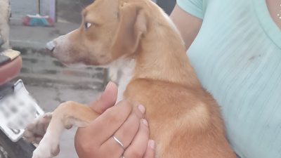 Huellas Caninas busca ayuda para el posoperatorio del perrito Mateo