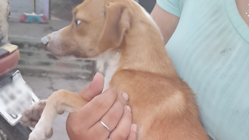 Huellas Caninas busca ayuda para el posoperatorio del perrito Mateo