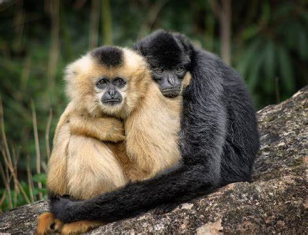 primates.jpg