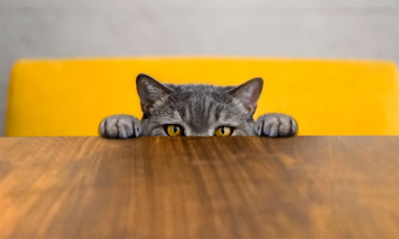gato.jpg