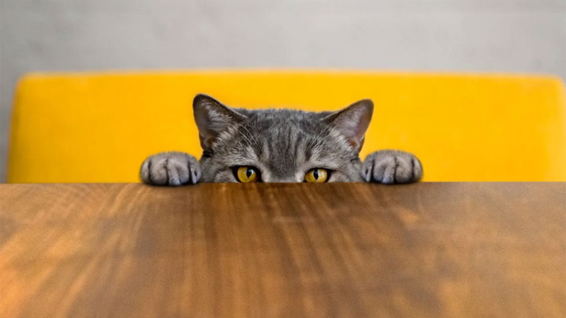 Un gato agresivo obliga a intervenir a los bomberos