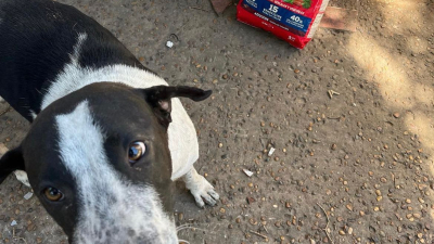 "Animalitos Chaco", cinco años buscando familias para mascotas sin hogar