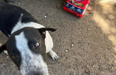 "Animalitos Chaco", cinco años buscando familias para mascotas sin hogar