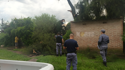 Murió aplastado por un árbol caído en medio del temporal