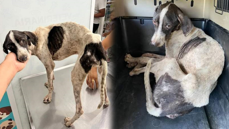 Piden donaciones para un perrito con extrema desnutrición