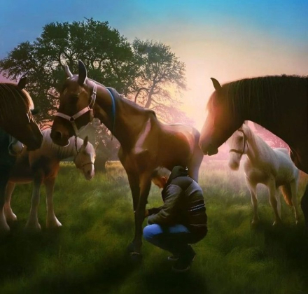 caballos baradero2.jpg