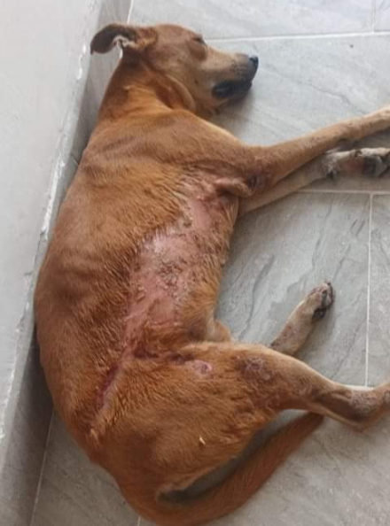 perro3.jpg
