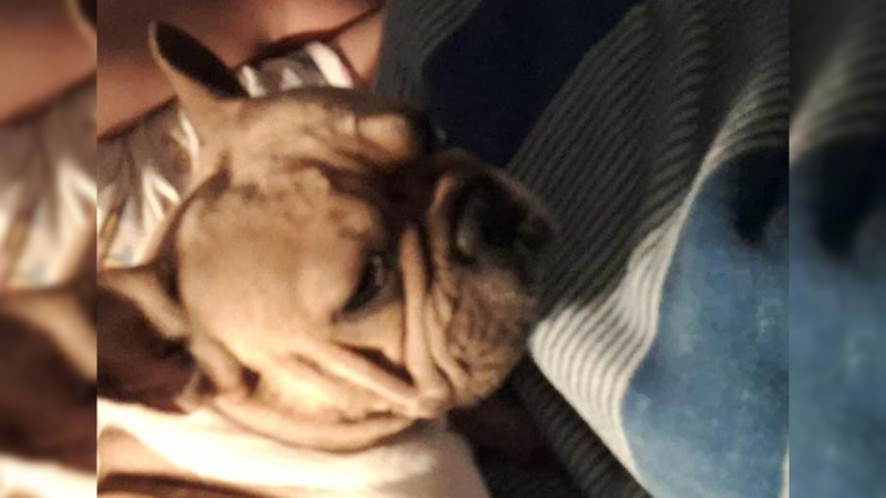 Renato, el caso que volvió a poner en agenda la crueldad animal