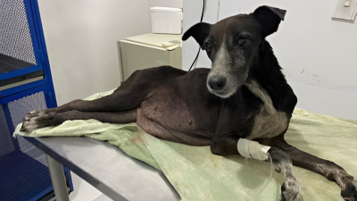 Solicitan ayuda para curar a una perrita con ascitis