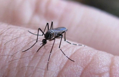 La importancia de una buena nutrición para hacerle frente al dengue