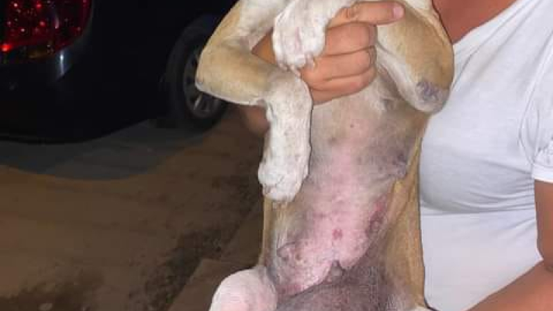 Huellas Caninas necesita nuevamente la ayuda de la familia mascotera