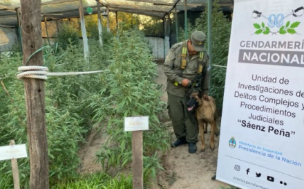 marihuana.jpg