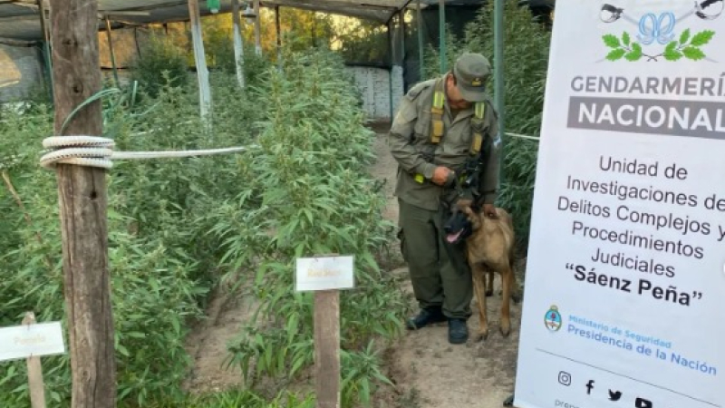 Gendarmería desbarató un invernadero con más de 500 plantas de marihuana 