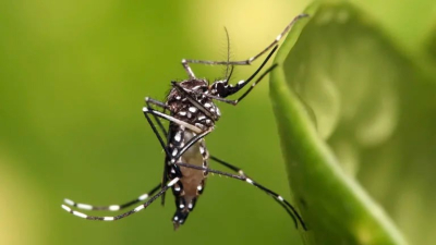 Dengue: ¿energía nuclear para controlar al mosquito?