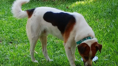 Su dueña falleció y busca nuevo hogar