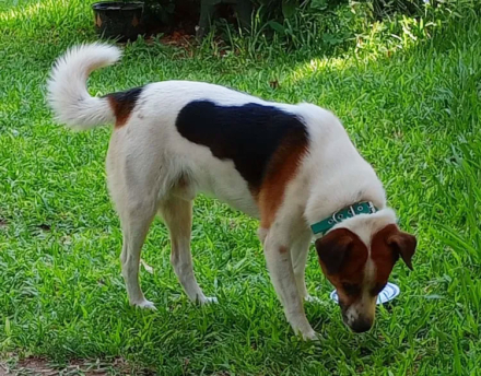 perro.jpg