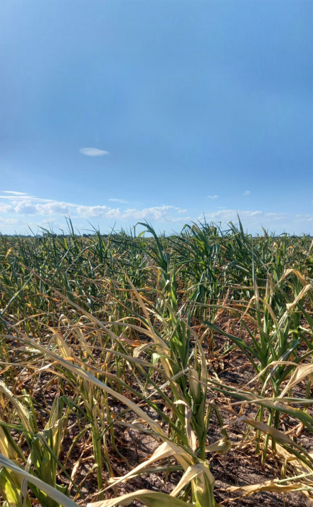 rural2.jpg