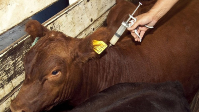 Fiebre aftosa: el gobierno abrirá la importación de la vacuna bivalente