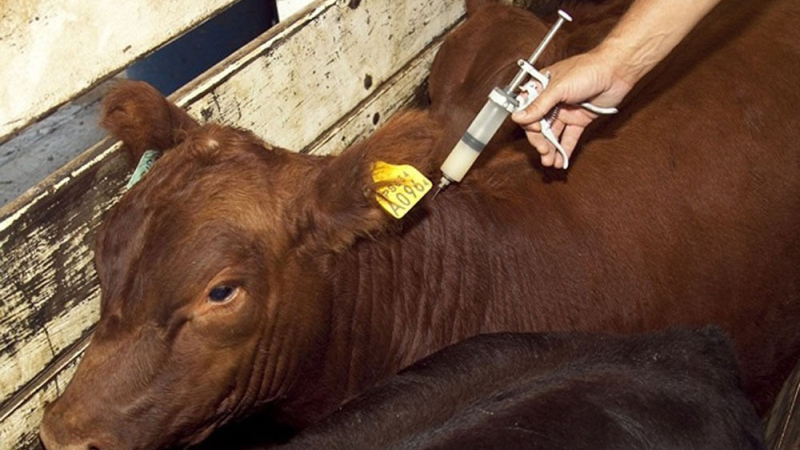 Fiebre aftosa: el gobierno abrirá la importación de la vacuna bivalente