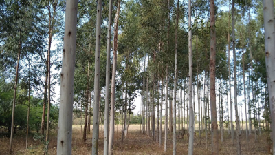 El INTA Sáenz Peña evalúa clones de eucaliptus con mayor potencial productivo