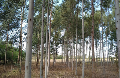 El INTA Sáenz Peña evalúa clones de eucaliptus con mayor potencial productivo
