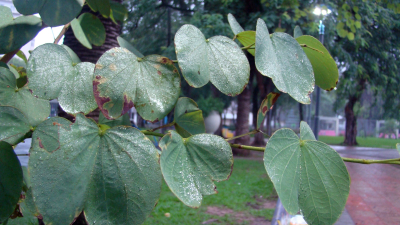 Anticipan un inicio de semana fresco y con probables lluvias en la región
