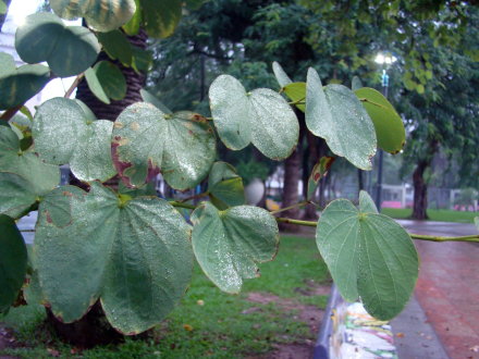 lluvia domingo 2.jfif