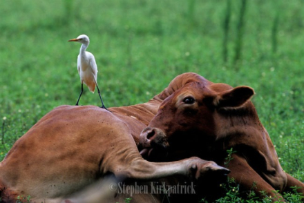 cow and bird.jpg