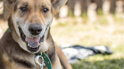 Resistencia será sede del Congreso Nacional de Derecho Animal