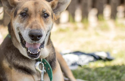 Resistencia será sede del Congreso Nacional de Derecho Animal