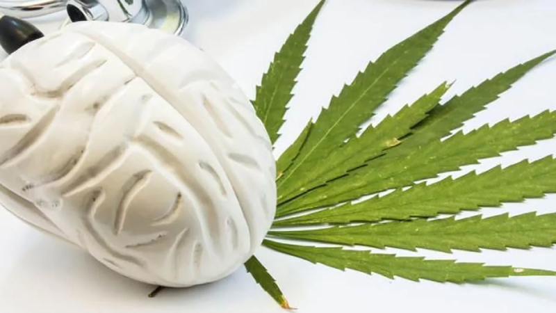 ¿Qué sabemos de la marihuana?