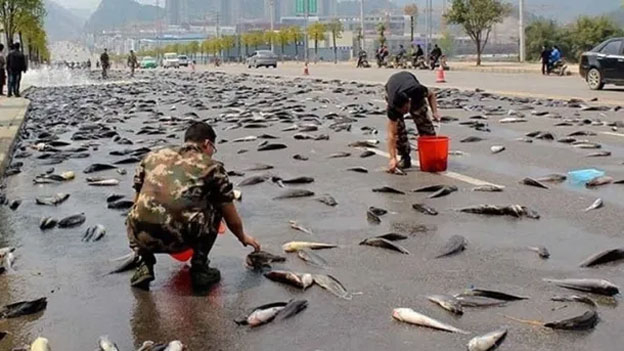 peces2.jpg