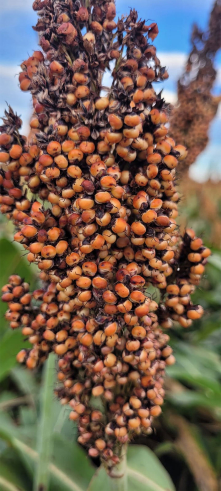 sorgo.jpg