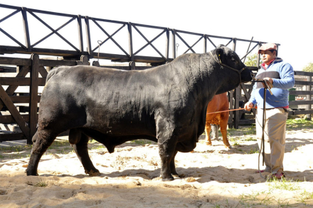 Rural-4-Braford-Corrientes.jpg