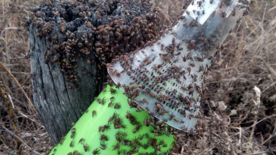 El picudo estrecha filas
