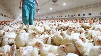 Primera muerte humana por nuevo tipo de gripe aviar