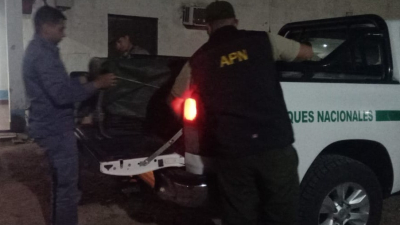 Policía rescatan y asisten a oso hormiguero herido