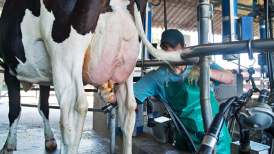 La producción de leche retrocedió 14,5% en el primer cuatrimestre del año