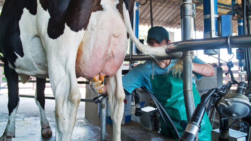 La producción de leche retrocedió 14,5% en el primer cuatrimestre del año