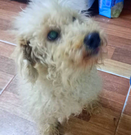 perro3.jpg