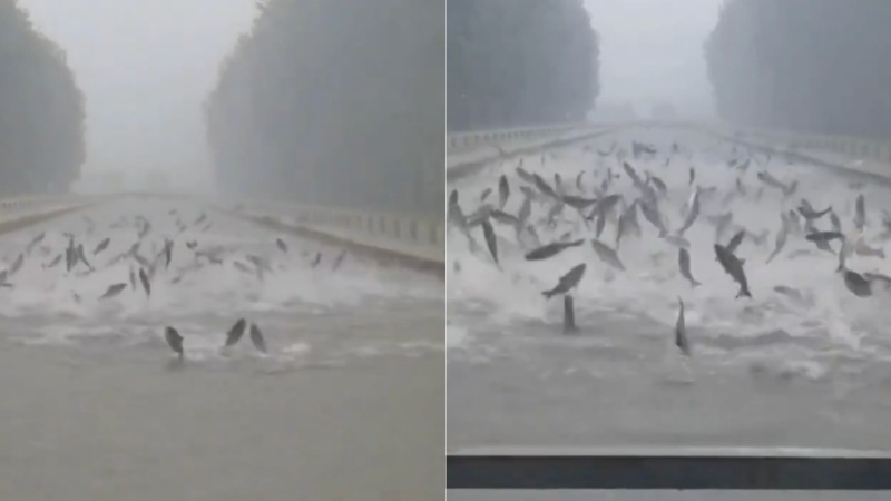 Centenares de peces saltan en un río a causa de las fuertes lluvias en China